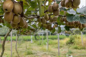 中国猕猴桃，一个产业处境极其尴尬的水果图片