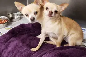 30张不可思议的照片，没有了脖子的长颈鹿，像纸一样的大厦图片