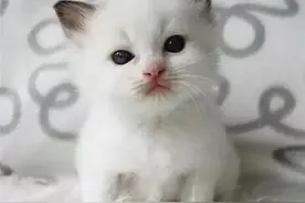 把一只小奶猫养大，是什么样的感觉？图片