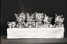 100年前就有的猫猫COS照，背后是悠久的动物虐待史图片