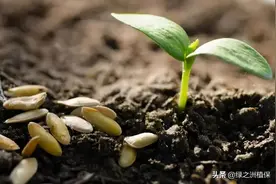 增产提质要用菌肥，这几个使用误区一定要避免（菌肥使用方案）图片