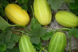 香瓜色差不甜什么原因图片