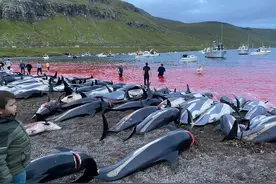法罗群岛1428头海豚遭屠杀，血染海洋，人类捕猎行为带来了什么？图片