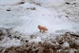 可怜萨摩耶，“北极”流浪一周多，路遇一艘破冰船，主动爬上去图片
