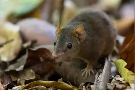 自然界交尾时间最长的动物是哪个？人类和它们有什么区别？图片