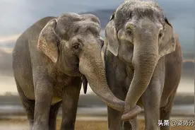 大象的交配繁衍，奇怪的知识又增加了图片