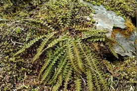 四川小金县发现国家一级保护植物玉龙蕨图片