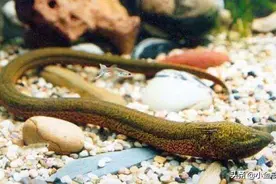 “望月鳝”这种剧毒物，现实中到底存在吗？还能愉快地吃黄鳝吗？图片