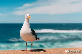 美国一男子吃麦当劳被海鸥抢食，于是他咬了海鸥图片