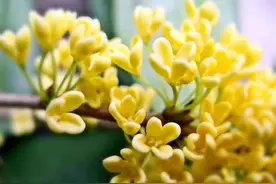 桂花品种分类（附：154个桂花培育品种分类表）图片