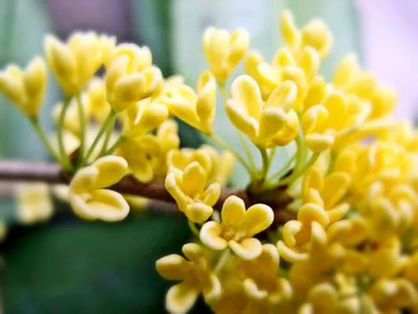 桂花有哪些品种（桂花品种分类附154个桂花培育品种分类表）