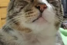 偷拍到成精的猫咪挠痒痒图片