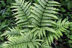 湿润的井边，生长着一种杂草，人称“井栏草”，不起眼但用处多图片