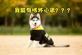 怕狗的人是什么性格？影子人格：“狗狗能有啥坏心思，我坦白！”图片