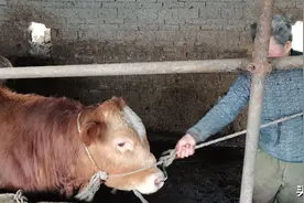 买牛买羊都过秤称，牛贩子买牛不用称，他是怎么知道牛有多重的图片