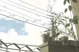 一个母亲的堕落往事：她的失职导致了无法挽回的家庭悲剧图片