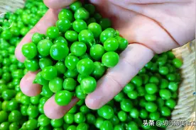 吃不完的豌豆，切记别直接放冰箱！老菜农教您一招，放1年都不坏图片