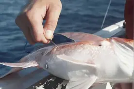 放生大海的鱼，为何要在鱼肚子上捅一个洞？原来是在帮它们图片