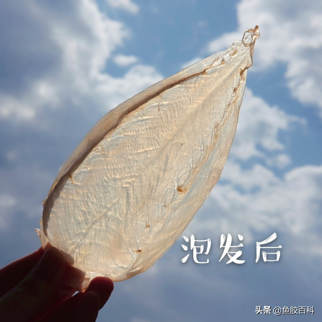 印尼深海野生花胶 2026年印尼的花胶怎么样 印尼深海野生花胶 2026年印尼的花胶怎么样