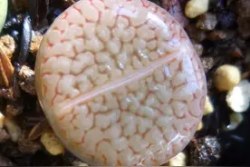 像模像样的生石花，多肉植物界的宝贝儿童图片