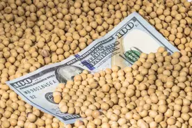 忒惨！我们种了5000多年的大豆，几年就被美国人击垮图片