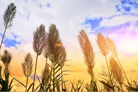 斗牛是被红色激怒的吗？关于颜色的秘密，这本书里都有图片