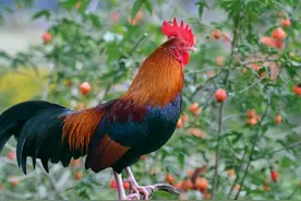 一只被老鹰养大的公鸡，老鹰竟成了它的保镖图片