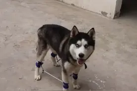 给二哈装上“弹簧限速器”，能让它减速吗？图片