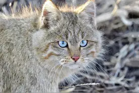 四川阿曲河出现草猞猁，捉野鸭偷鸡，捕蛇挖鼢鼠，带着幼崽捉鼠兔图片