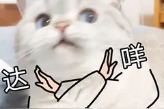 如何调教出温顺的猫咪？这个社会化训练可不能少图片