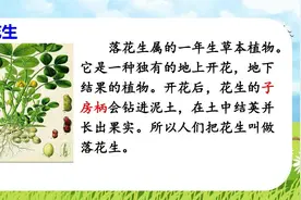 五年级语文上册第二课《落花生》课文解析，暑假预习的好帮手图片