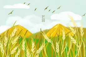 芒种养生美食：教你自制青梅酒图片