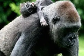 大猩猩暴怒摔死幼仔引仇怨，面对人类枪口死前能否获爱人原谅？图片