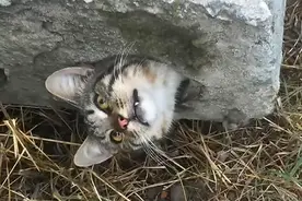 猫咪被卡水泥板，两位小哥边救边拍照，猫：照片别乱发，太丢猫了图片