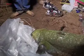 西江80斤鲶鱼王被人钓起！几乎与人等高，网友：应该放生图片