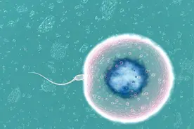 受精卵着床需要十天，当女性出现五个特征，恭喜“好孕”找上门图片