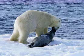 北极熊捕杀海豹的真实过程，速度快准狠，一口将其咬得皮肉分离图片