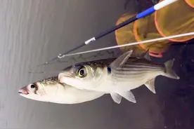 珠江“白草鱼”泛滥，钓友爆护后担忧不已：会不会又是外来物种？图片