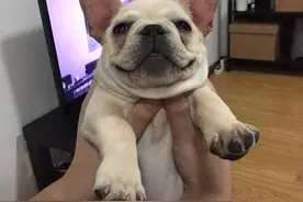 这几种狗麻烦又“烧钱”，养之前最好先摸下钱包，不然怕你后悔图片