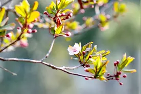 微信电脑使用教程