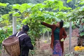 亩产8千斤，往常一斤1元已满意，如今涨至2.3元，农民欣喜不已图片