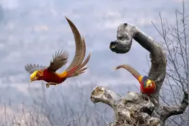 山西大山飞来“凤凰”，6旬大爷守候6年，看鸟儿活成什么样？图片