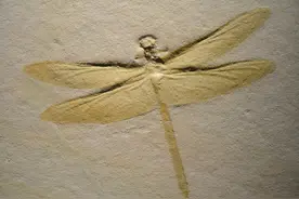 最被低估的昆虫：蜻蜓，飞行界的真正王者，捕猎成功率高达95%图片