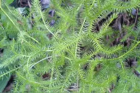 农村一种野草，人称“伸筋草”，如今价值珍贵，卖到30元一斤图片