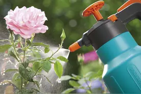 这5种植物，冬天一定要“断水”，一浇一个死，管住手图片