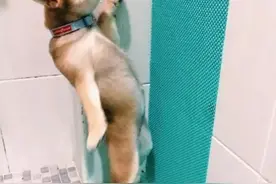 狗子尿尿高抬腿=人类相亲谎报身高？图片