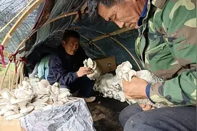 平谷区熊儿寨乡让小蘑菇铺就致富路图片