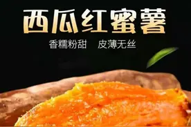 最赚钱的红薯品种是什么？资深薯农推荐这三种，谁种谁赚钱图片