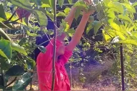 林奕含泣血遗作《房思琪的初恋乐园》:她被侵犯，却为此抱歉……图片