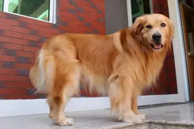 狗狗回乡过年前后大对比：你谁啊？我家狗呢图片